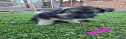 German Shepherd dogs for sale: German Shepherd Puppies 3 Males & 2 Females in York - Advert 4