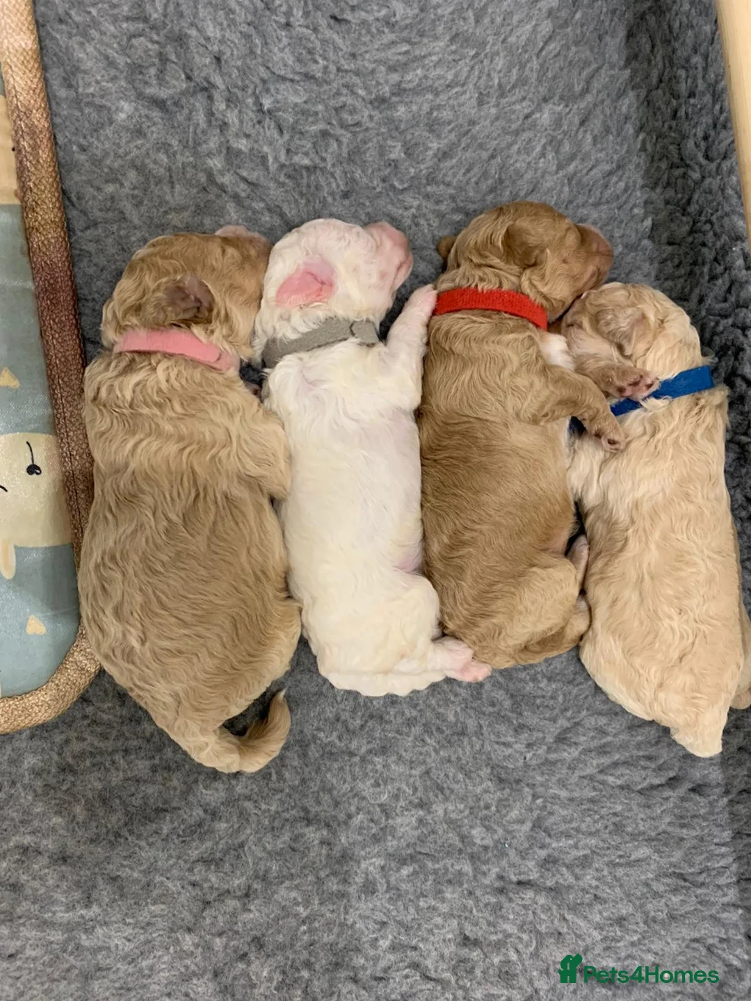 Miniature Poodle dogs for stud: Well PROVEN STUD Archie Minature Poodle  in Chard - Advert 24