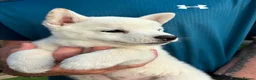 Japanese Shiba Inu dogs for sale: Japanese shiba inu puppies  - Advert 7