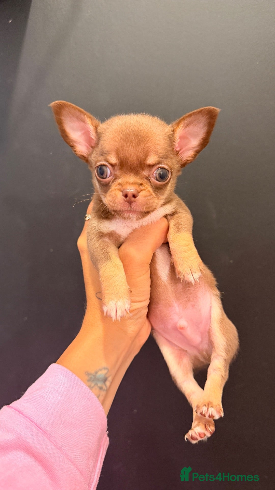 Chihuahua dogs Tiny chihuahua puppy’s  - Advert 4