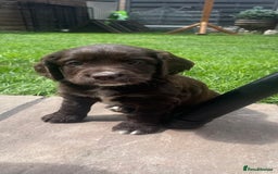 Cocker Spaniel dogs for sale: Working Cocker Spaniel Puppies - Image 9
