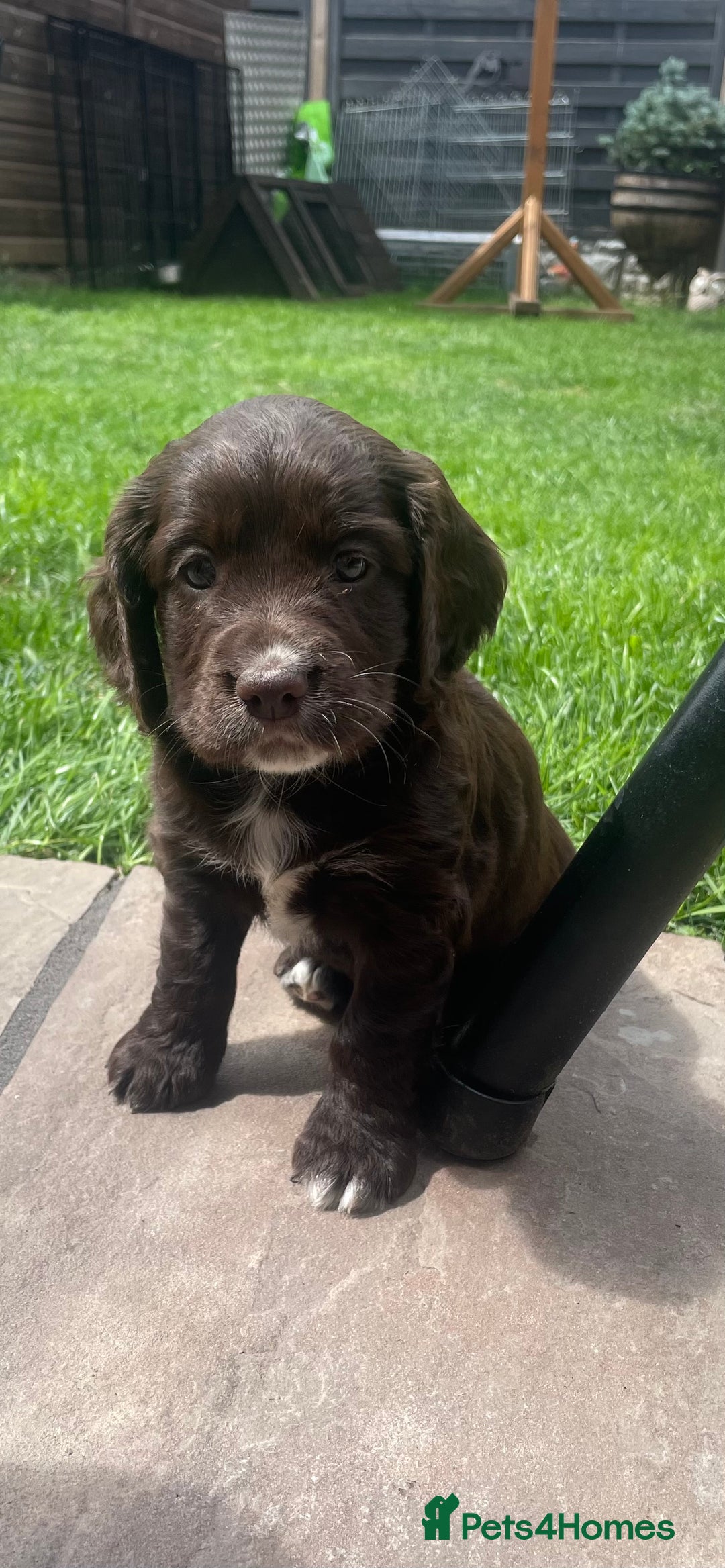 Cocker Spaniel dogs for sale: Working Cocker Spaniel Puppies - Image 9
