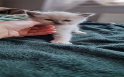 Ragdoll cats for sale: Adorable Ragdoll Kittens - READY NEXT WEEK - Image 10