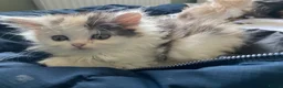 Exotic cats for sale: Exotic short hair cross kittens  - Advert 4