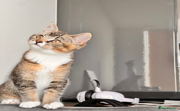 Mixed Breed cats - Advert 5