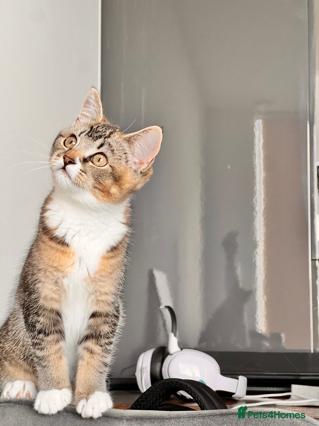 Mixed Breed cats for sale: Female short haired tabby  - Image 1