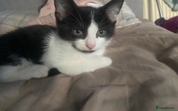 Abyssinian cats for sale: Kitten coco - Image 2