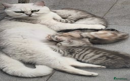 British Shorthair cats for sale: Adorable British Shorthair Kittens–Ready for Home! - Image 16