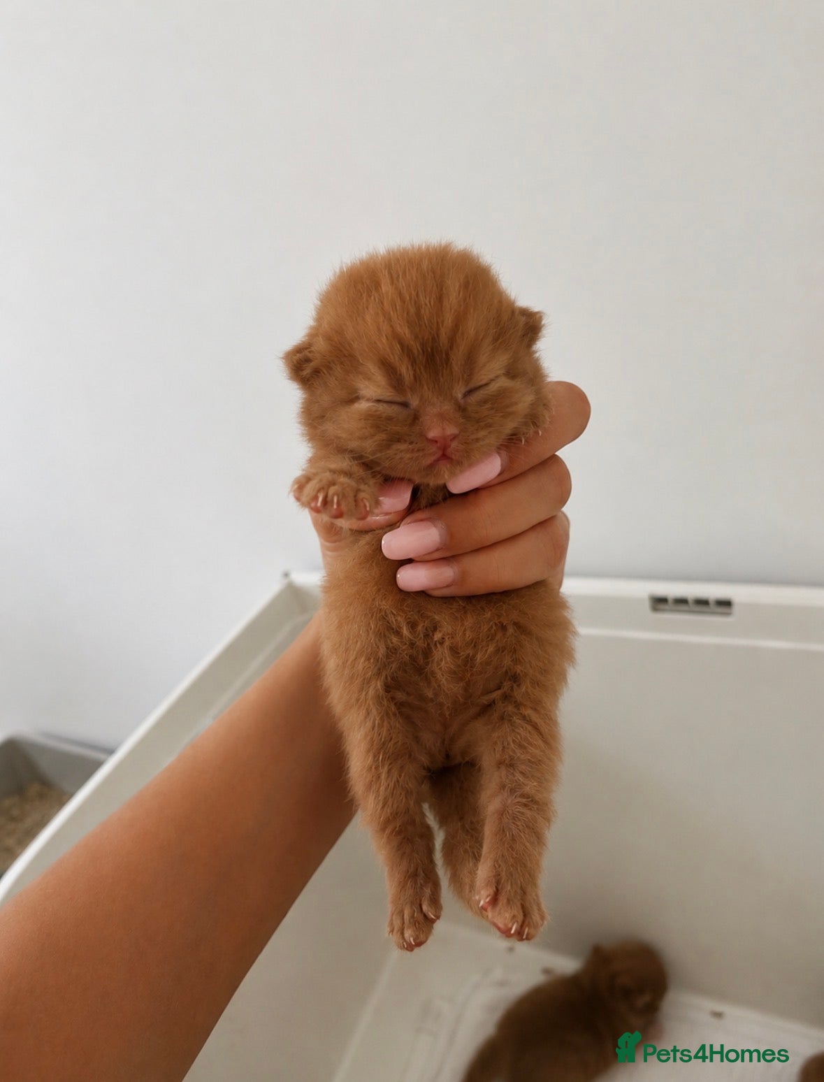 British Shorthair cats 🤎✨ Stunning Cinnamon British Shorthair Kittens  - Advert 2