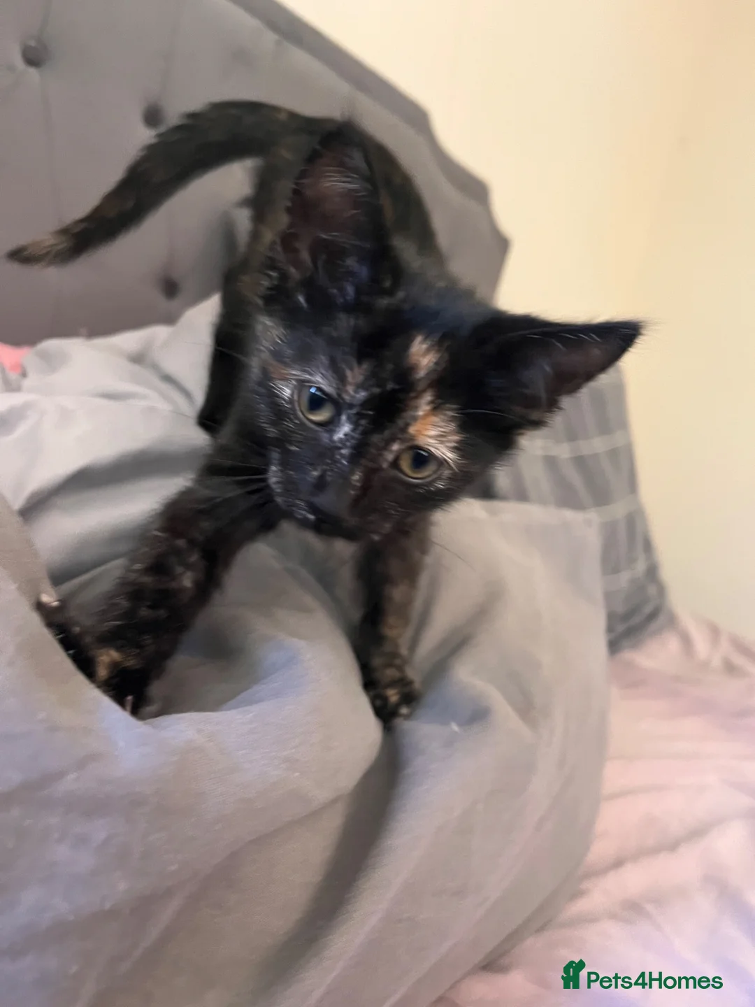Mixed Breed cats for sale: Cute 15 week old female kitten  in Truro - Advert 2