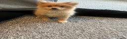 Mixed Breed dogs for sale: The cutest Pups: German & Japanese Pomeranian - Advert 12