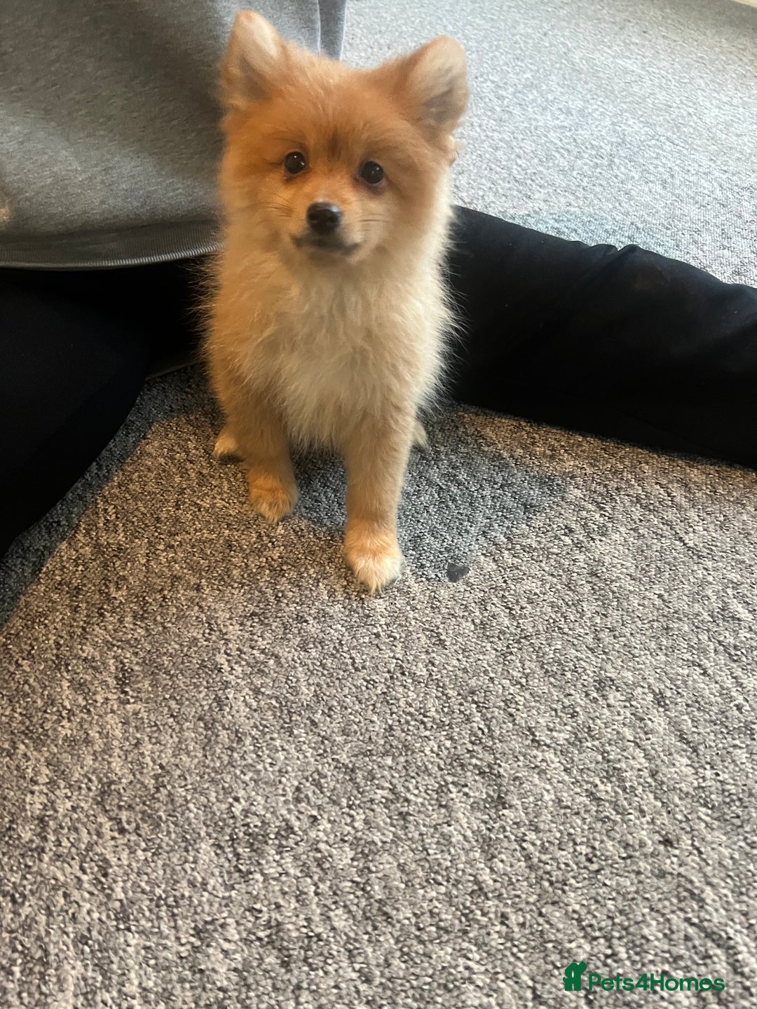 Mixed Breed dogs for sale: The cutest Pups: German & Japanese Pomeranian - Advert 12