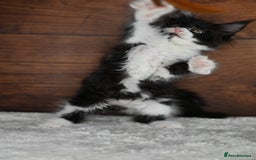 Maine Coon cats for sale: ✨Meet Cherry & Plum✨- TICA Reg - High Smoke-white - Image 19