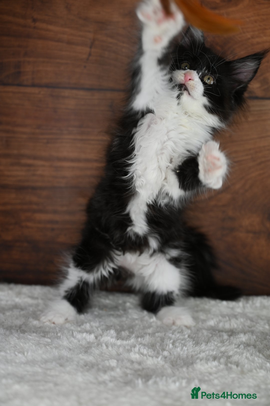 Maine Coon cats for sale: ✨Meet Cherry & Plum✨- TICA Reg - High Smoke-white - Image 19