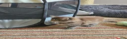 Maine Coon cats for sale: Beautiful Female Maine coon cross  - Advert 8