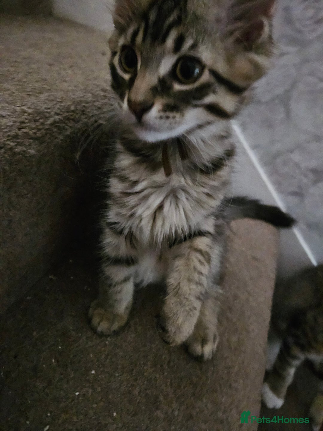Maine Coon cats for sale: Maine Coon (parents not registered - family pet) - Image 10