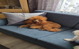 Maltipoo dogs for sale: Small Maltipoo boys ❤️❤️❤️ READY NOW 🫶 - Image 31