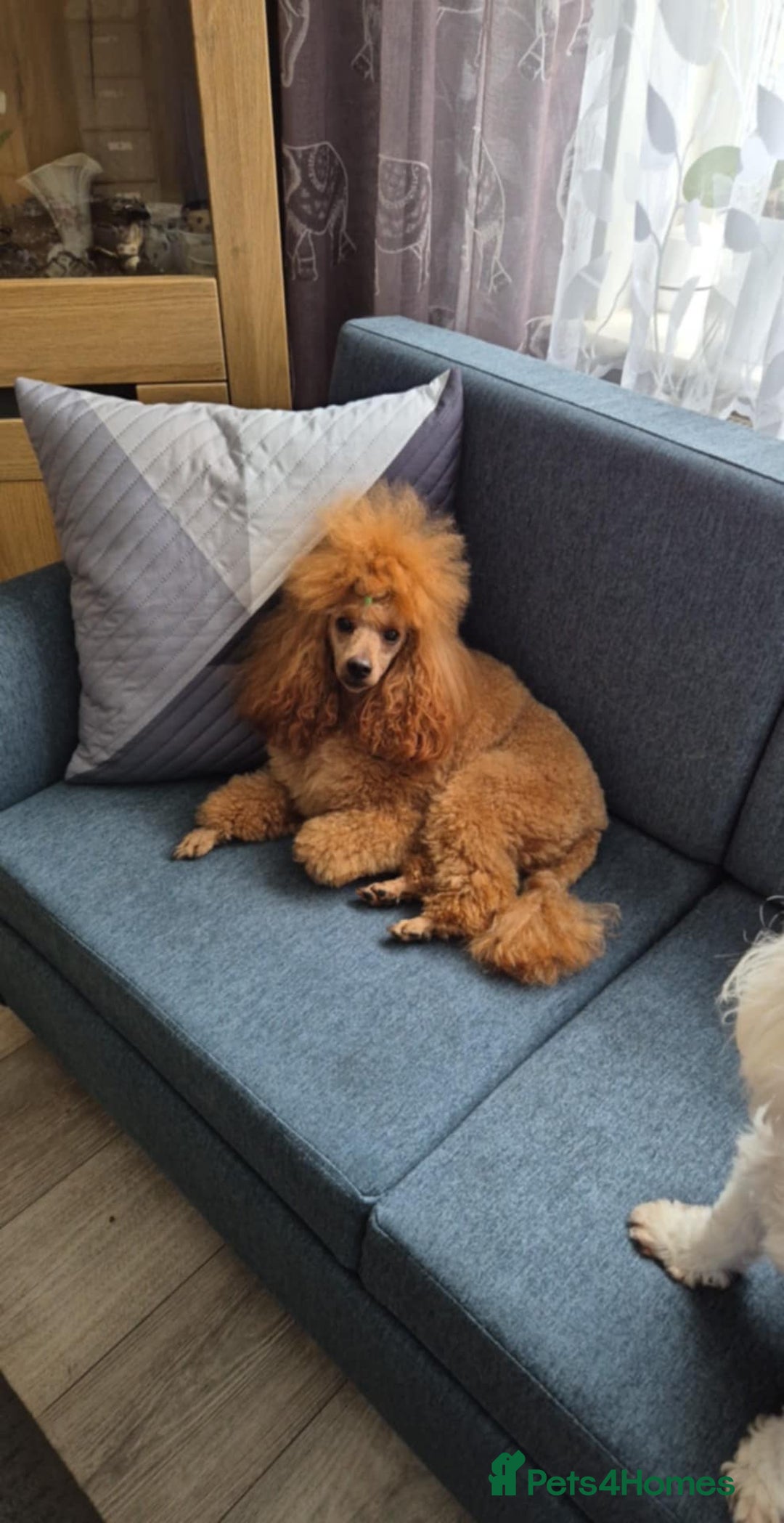 Maltipoo dogs for sale: Small Maltipoo boys ❤️❤️❤️ READY NOW 🫶 - Image 31