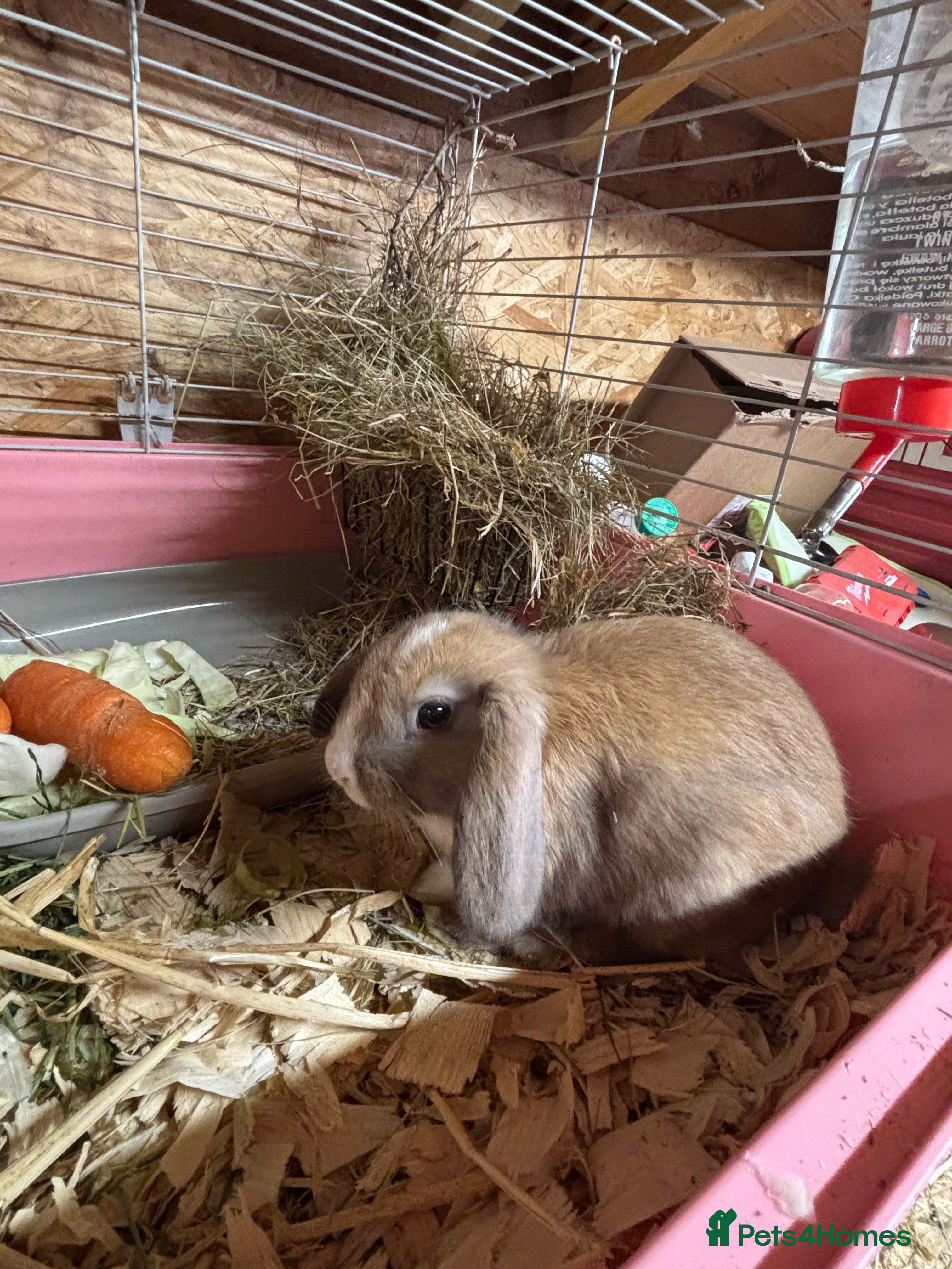Mixed Breed rabbits Holland lop x lionhead  - Advert 5