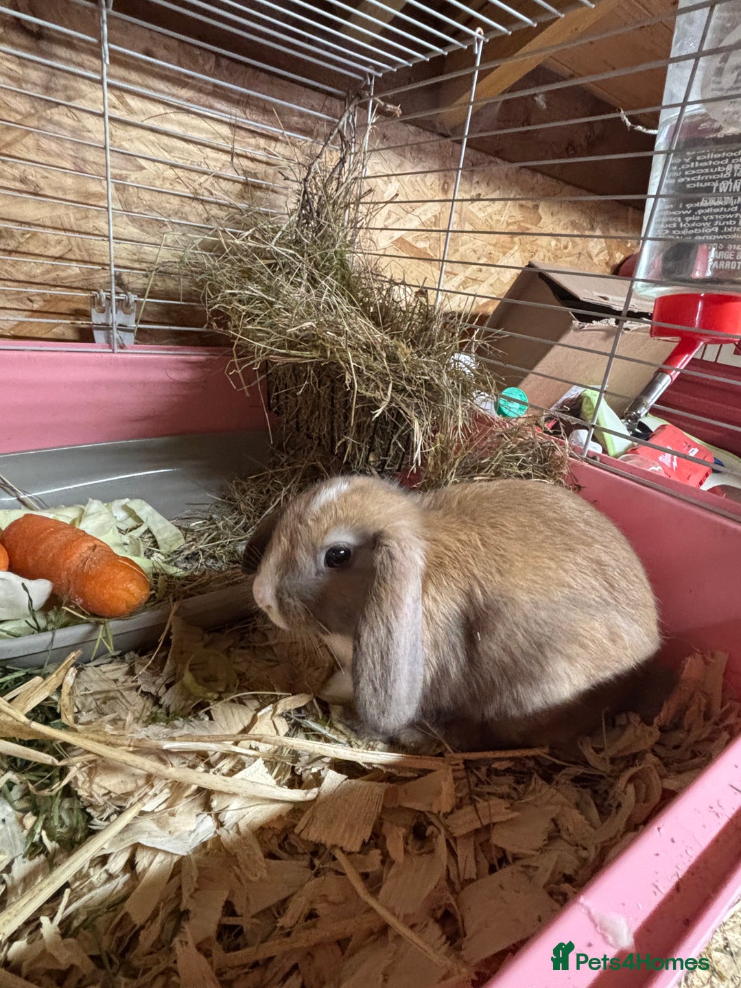 Mixed Breed rabbits for sale: Holland lop x lionhead  - Advert 1