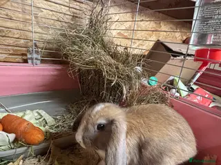 Mixed Breed rabbits Holland lop x lionhead - Advert 4