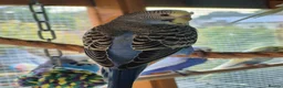 Budgerigars birds for sale: Baby budgies for sale - Advert 8