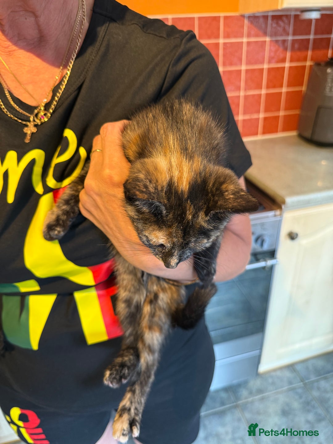 Mixed Breed cats for sale: A BOY AND A GIRL, READY NOW  - Image 18