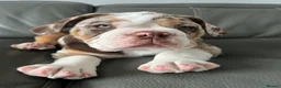 Mixed Breed dogs for sale: 12 week old, olde double bully male pup  - Advert 5