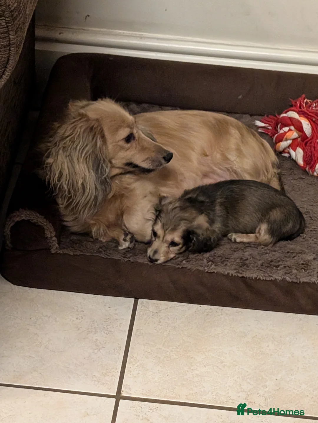 Miniature Dachshund dogs for sale: Miniature Dachshund long haired  - Advert 3