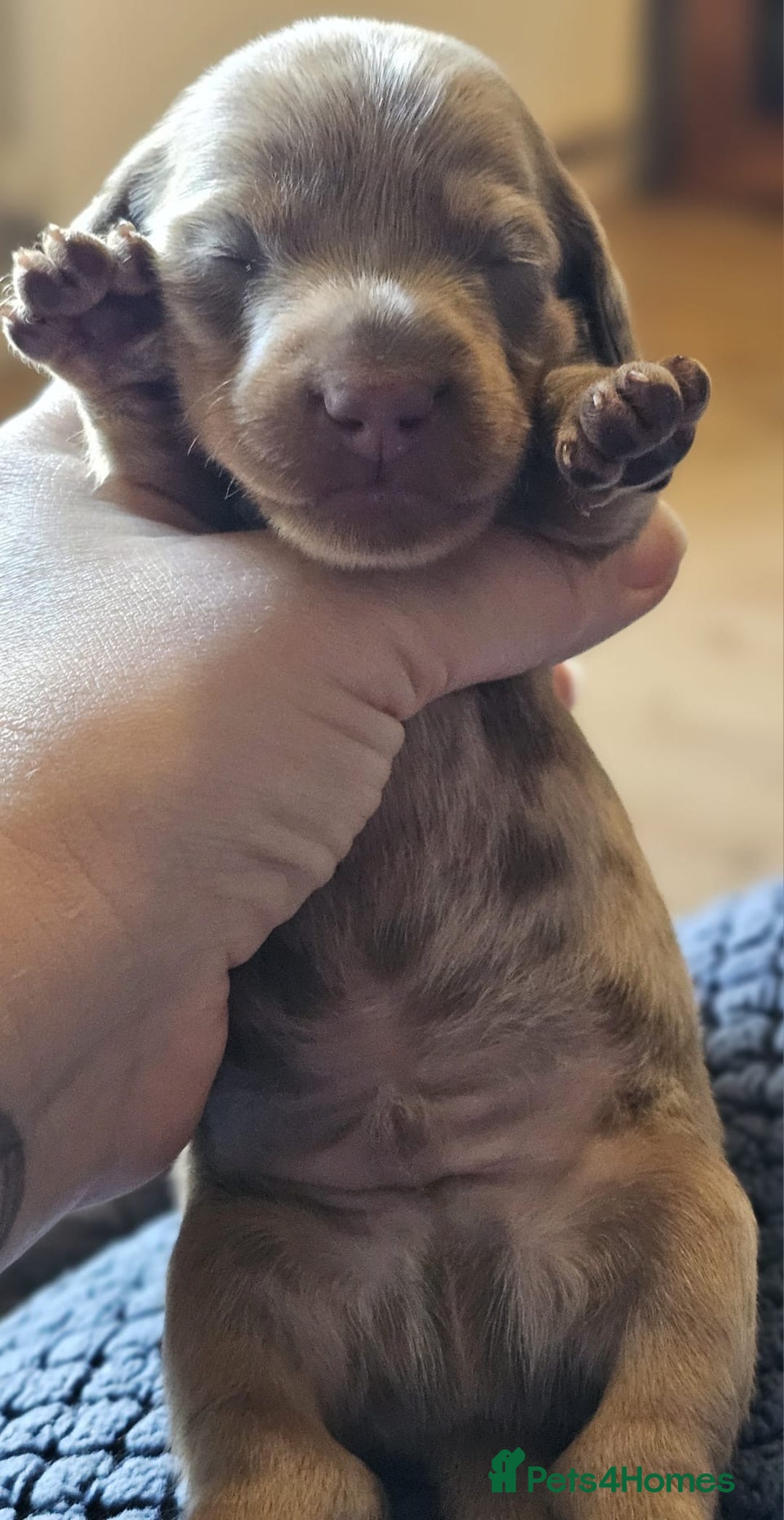 Dachshund dogs for sale: Isabella Dapple Dachshund Puppies - Advert 34