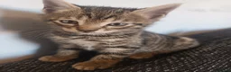 Bengal cats for sale: Bengal kittens looking for new family  - Advert 10