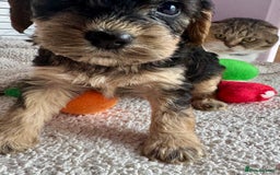 Cockapoo dogs for sale: Stunning show type cockapoo puppies  - Image 20