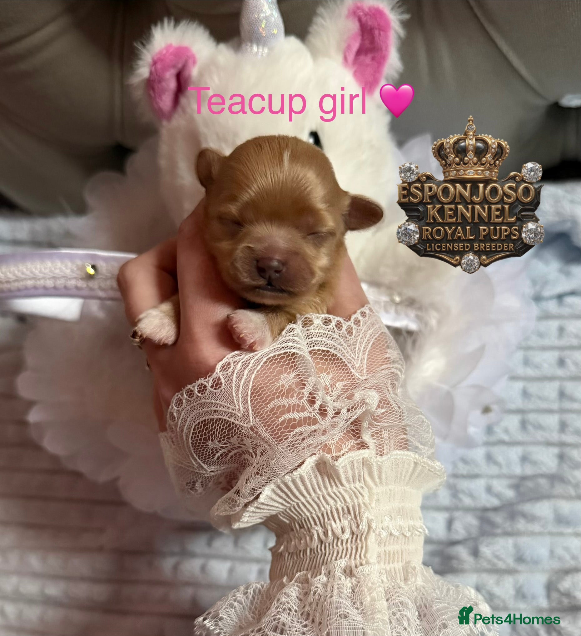 Maltipoo dogs 👑Ultra Tiny CH F1 Exclusive Asian Maltipoo Pups👑 - Advert 12