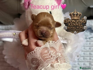 Maltipoo dogs 👑Ultra Tiny CH F1 Exclusive Asian Maltipoo Pups👑 - Advert 12