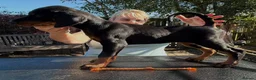 Dobermann dogs for sale: Stunning KC reg Doberman puppies  - Advert 5