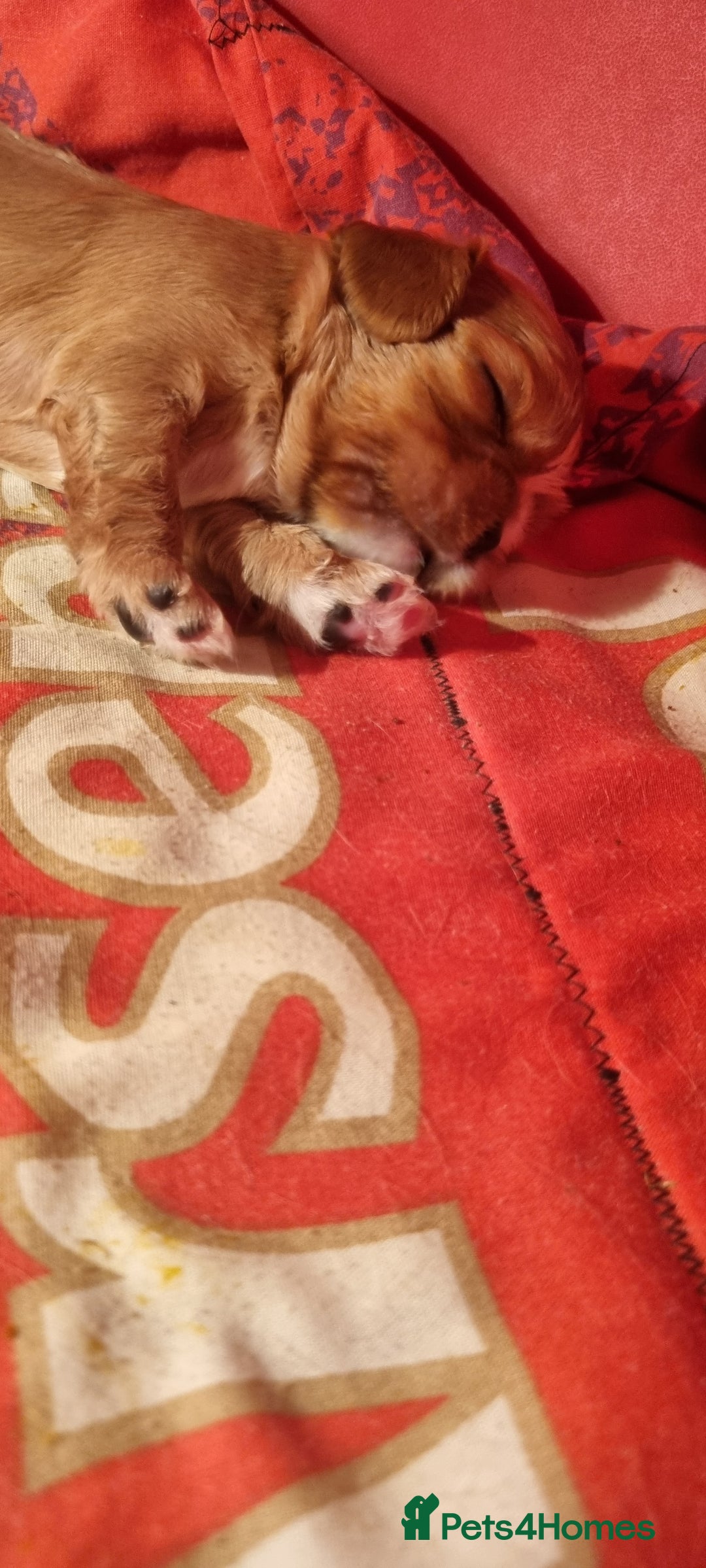 Cavalier King Charles Spaniel dogs for sale: Cavaliers King Charles spaniels - Image 16