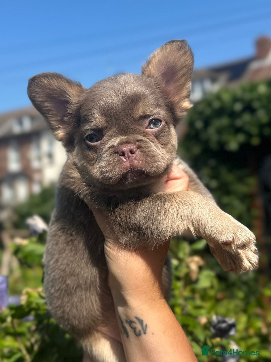 French Bulldog dogs for sale: Full fluffy !!! - Image 2