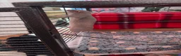 Rat rodents for sale: 3 sisters looking for a lovely home :) in Bristol - Advert 11
