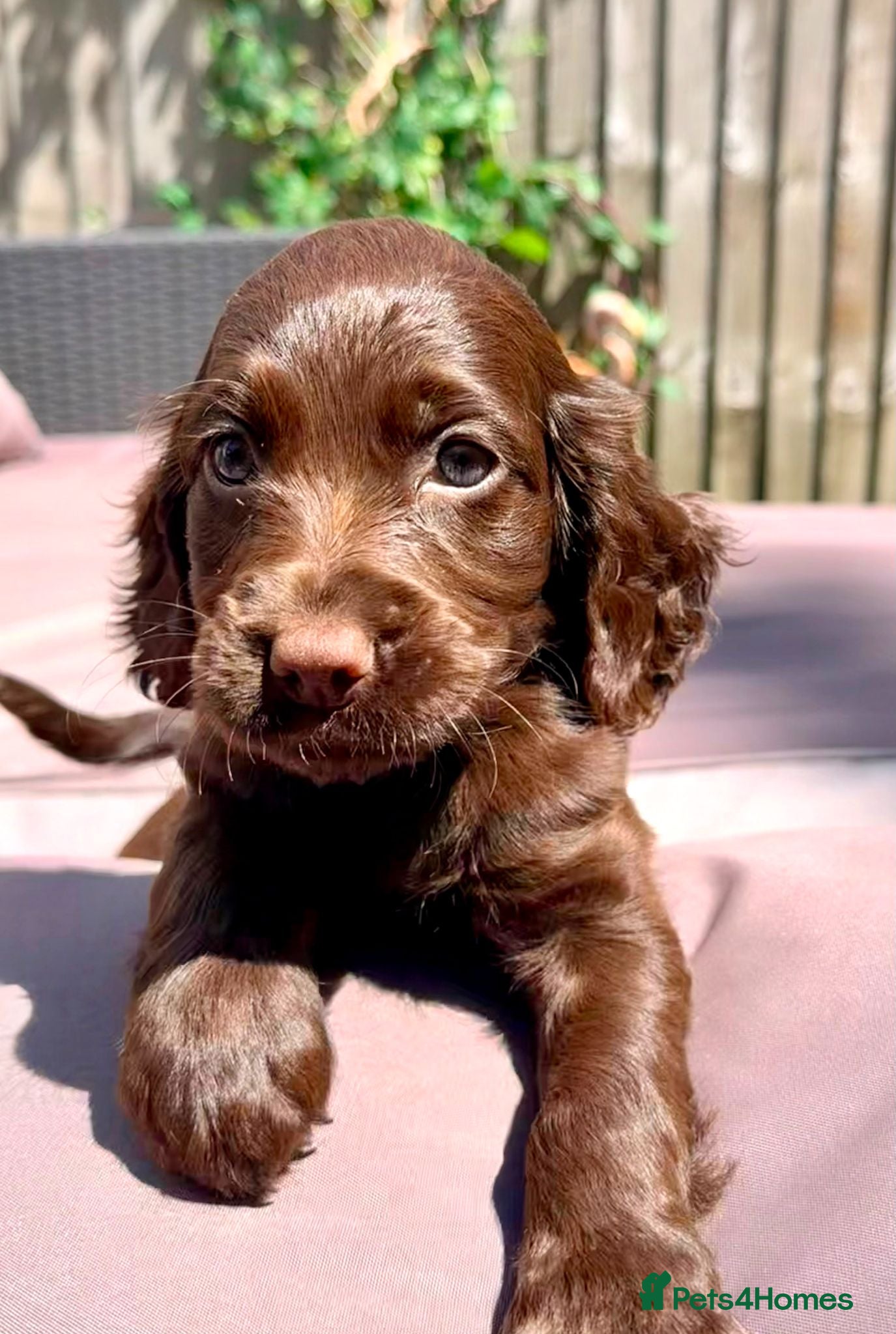 Cocker Spaniel dogs Beautiful KC Cocker Spaniel Puppies   - Advert 18