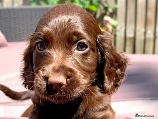 Cocker Spaniel dogs Last Girl left KC Cocker Spaniel puppies - Advert 1