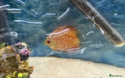 Discus fish for sale: 64L Tropical Fish Tank – Full Setup with Fish - Image 5