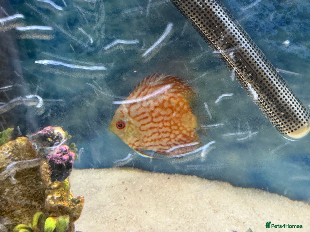 Discus fish for sale: 64L Tropical Fish Tank – Full Setup with Fish - Image 5