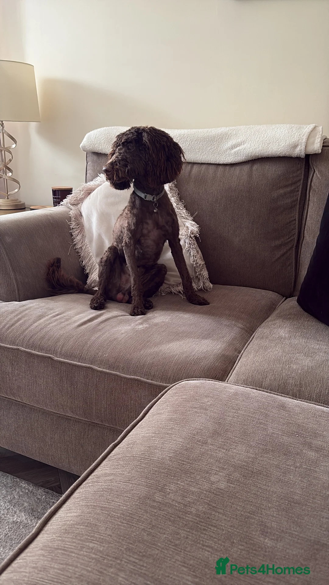Cockapoo dogs for sale: Chocolate boy 8months - Advert 2