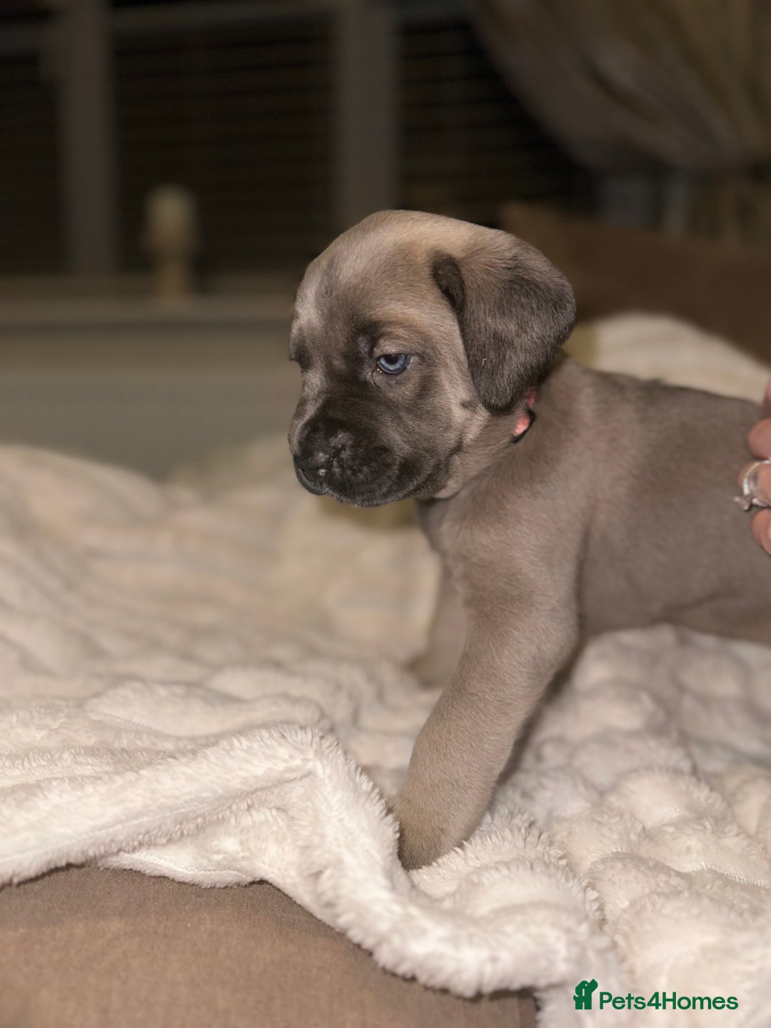 Cane Corso dogs for sale: ‼️ Champion ICCF, health tested Cane Corso pup ‼️ - Advert 1