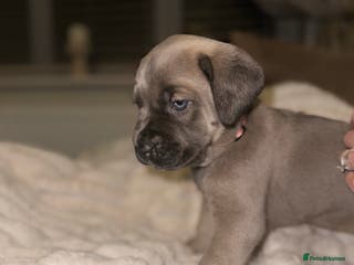 Cane Corso dogs ‼️ Champion ICCF, health tested Cane Corso pup ‼️ - Advert 2