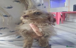 Doxiepoo dogs for sale: Doxipoos - Image 2