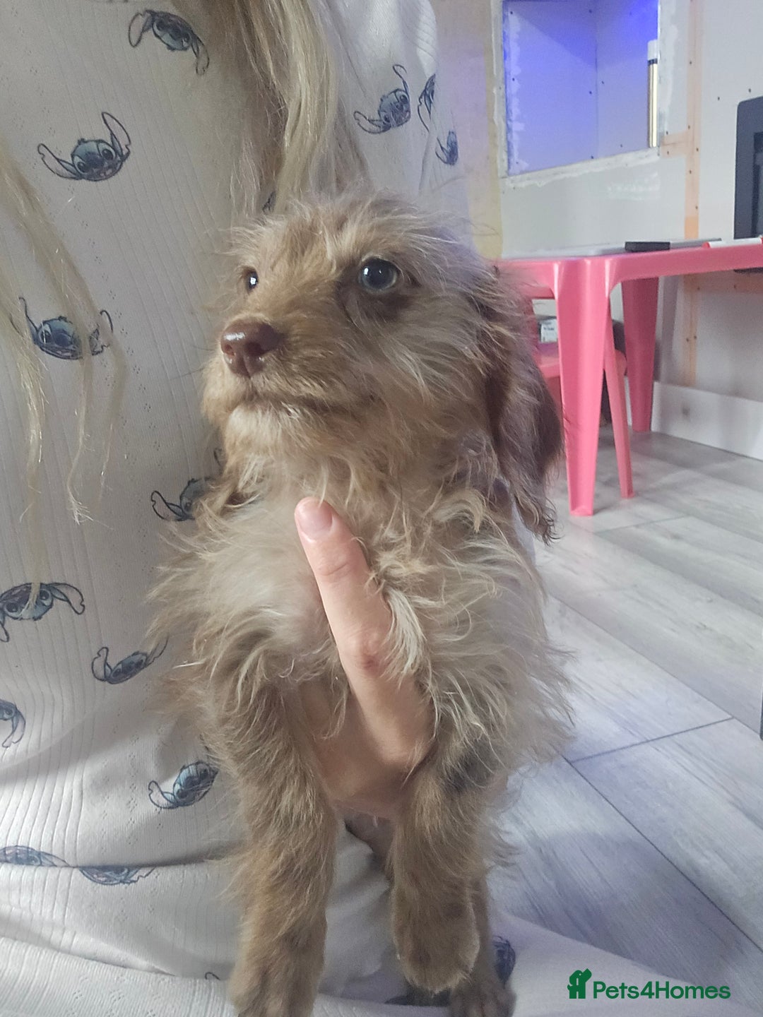 Doxiepoo dogs for sale: Doxipoos - Image 2