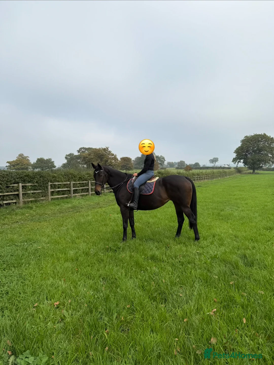 English Thoroughbred horses for sale: Beautiful 16.2 dark bay mare (cherry)  - Advert 1