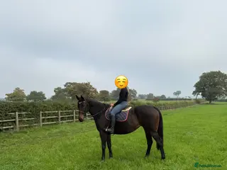 English Thoroughbred horses Beautiful 16.2 dark bay mare (cherry) - Advert 7