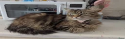 Persian cats for sale: 4 X doll faced Persian kittens cross  - Advert 1